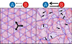 How bacteria can organize themselves