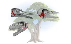 How big brains and flexible skulls led to the evolution of modern birds