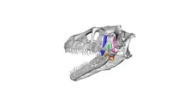 How big brains and flexible skulls led to the evolution of modern birds 2