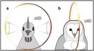 How birds get by without external ears 2