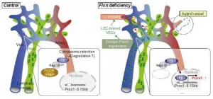 How blood and lymph vessels remain separated after development