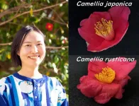 How Camellias evolved with the formation of the Japanese archipelago?