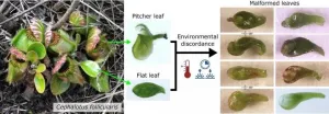 How climate caprices can trigger plants