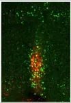 How cold temperatures trigger the brain to boost appetite