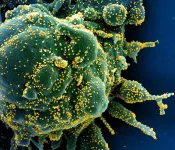 How COVID-19 'breakthrough' infections alter your immune cells