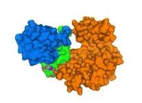 How COVID-19 wreaks havoc on human lungs