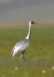 How cranes navigate their complex world