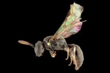 How did a tiny bee get to French Polynesia? Eight new species help solve a scientific mystery 2