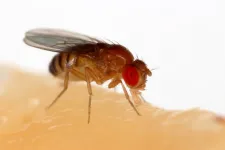 How dietary choice influences lifespan in fruit flies