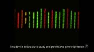 How dividing cells end up the same size 3