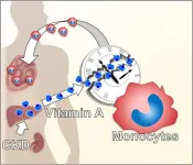 How do bad kidneys lead to heart disease? Broken cellular clocks provide new clues