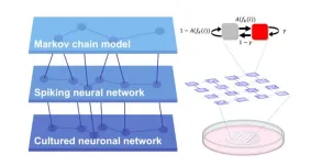 How do directional connections shape complex dynamics in neuronal networks?