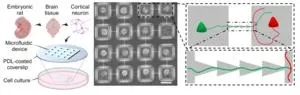 How do directional connections shape complex dynamics in neuronal networks? 2