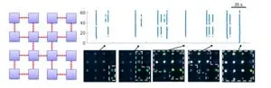 How do directional connections shape complex dynamics in neuronal networks? 3