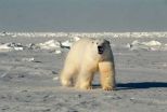 How do polar bears stay warm? Research finds an answer in their genes 2