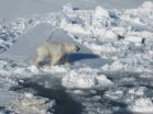 How do polar bears stay warm? Research finds an answer in their genes 3