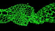 How do you cut a nanotube? Lots of compression