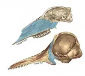 How does a nose evolve into a blowhole? Study suggests theres more than one way