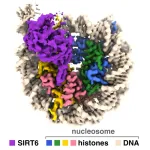 How does an aging-associated enzyme access our genetic material?