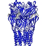 How does an aging-associated enzyme access our genetic material? 2