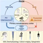 How does the brain encode pain? Scientists uncover neuronal mechanisms of pain intensity encoding