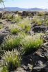 How drought-tolerant grasses came to be