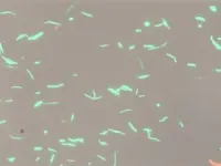 How E. coli defends itself against antibiotics 2