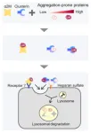 How “extracellular chaperones” help remove abnormal proteins