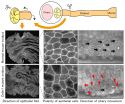 How fallopian tubes carry eggs unidirectionally 3