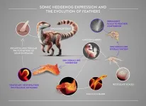 How feathers develop in chickens