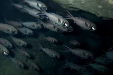 How flashlight fish communicate with light signals in the school