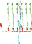 How fruit flies achieve accurate visual behavior despite changing light conditions