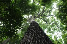 How human activity has shaped Brazil Nut forests’ past and future