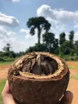 How human activity has shaped Brazil Nut forests’ past and future 3