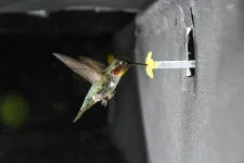 How hummingbirds hum