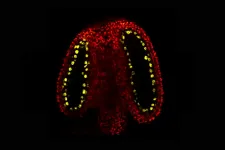 How information beyond the genetic sequence is encoded in plant sperm