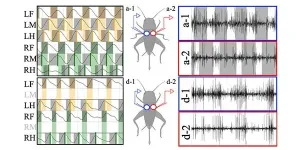 How insects activate muscles to adapt to limbs removed