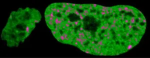 How is the genome like an open book? New research shows cells library system