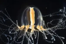 How jellyfish regenerate functional tentacles in days