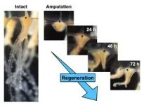 How jellyfish regenerate functional tentacles in days 3