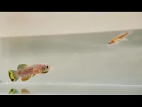 How killifish embryos use suspended animation to survive over 8 months of drought