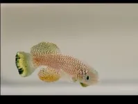 How killifish embryos use suspended animation to survive over 8 months of drought 2