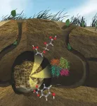 How leafcutter ants cultivate a fungal garden to degrade plants and provide insights into future biofuels