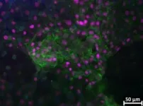 How liver tissue from the international space station may transform tissue engineering 2