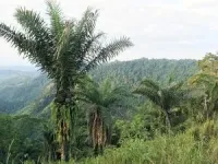 How local communities depend on the ivory palm tree in coastal Ecuador 2