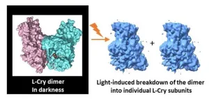 How marine bristle worms use a special protein to distinguish between sunlight and moonlight