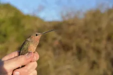 How miniature backpacks led to the discovery of the world’s largest hummingbird species