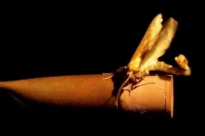 How moths find their flame - genetics of mate attraction discovered