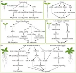 How nitrogen reshapes root system architecture in plants?