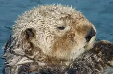 How otters muscles enable their cold, aquatic life